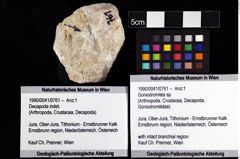 Foto (Objket + Etiketten) von Goniodromites sp. 